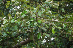 Heritiera littoralis